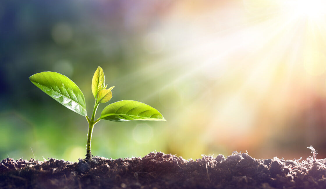 jonge plant in zonlicht