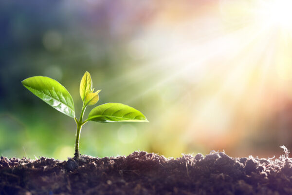 jonge plant in zonlicht